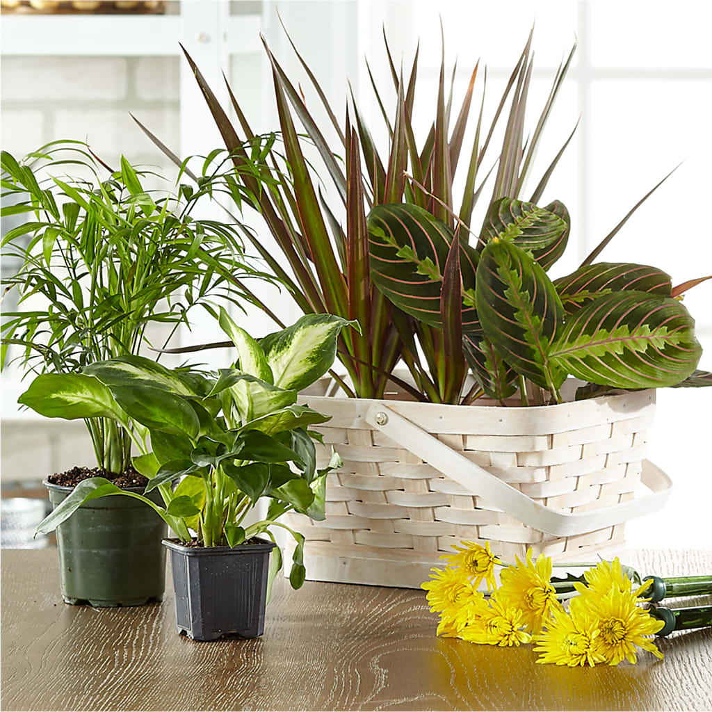 Florist Designed Blooming and Green Plants in a Basket – GEHRKE FLORAL & GREENHOUSES, Mondovi WI