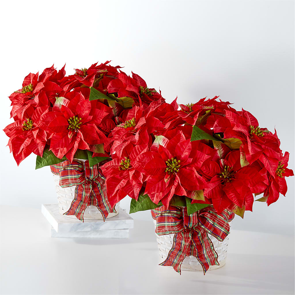 Happiest Holidays Poinsettia Bundle – GEHRKE FLORAL & GREENHOUSES, Mondovi WI