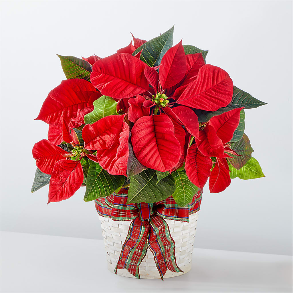 Happiest Holidays Poinsettia – GEHRKE FLORAL & GREENHOUSES, Mondovi WI