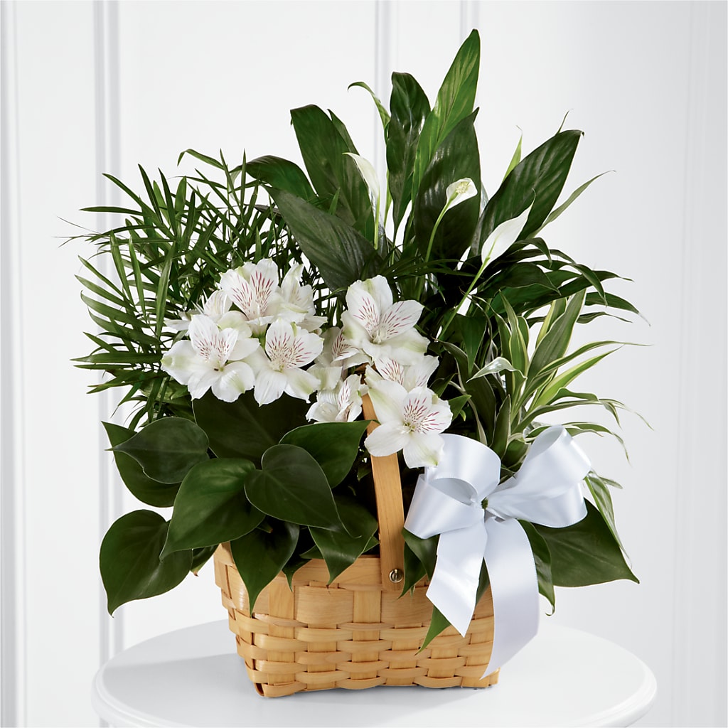 Peace & Serenity Dishgarden – GEHRKE FLORAL & GREENHOUSES, Mondovi WI