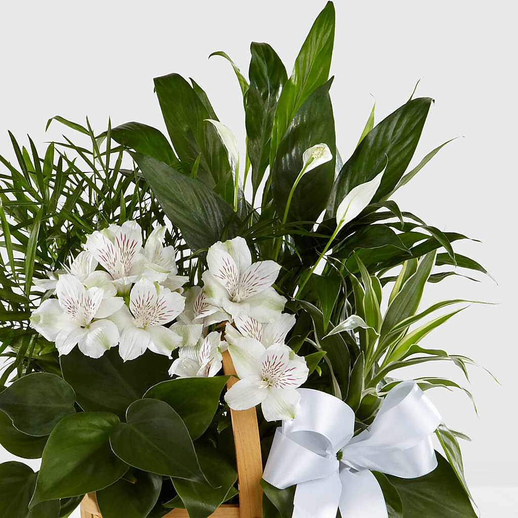 Peace & Serenity Dishgarden – GEHRKE FLORAL & GREENHOUSES, Mondovi WI