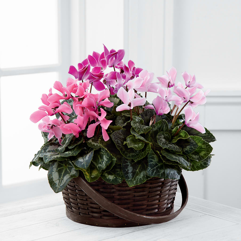 Mixed Cyclamen Planter – GEHRKE FLORAL & GREENHOUSES, Mondovi WI
