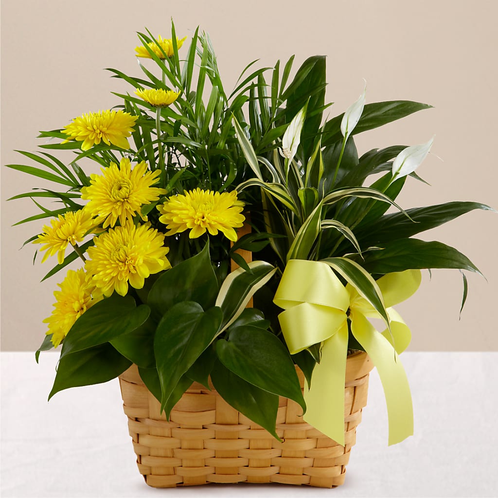 Loving Light Dishgarden – GEHRKE FLORAL & GREENHOUSES, Mondovi WI