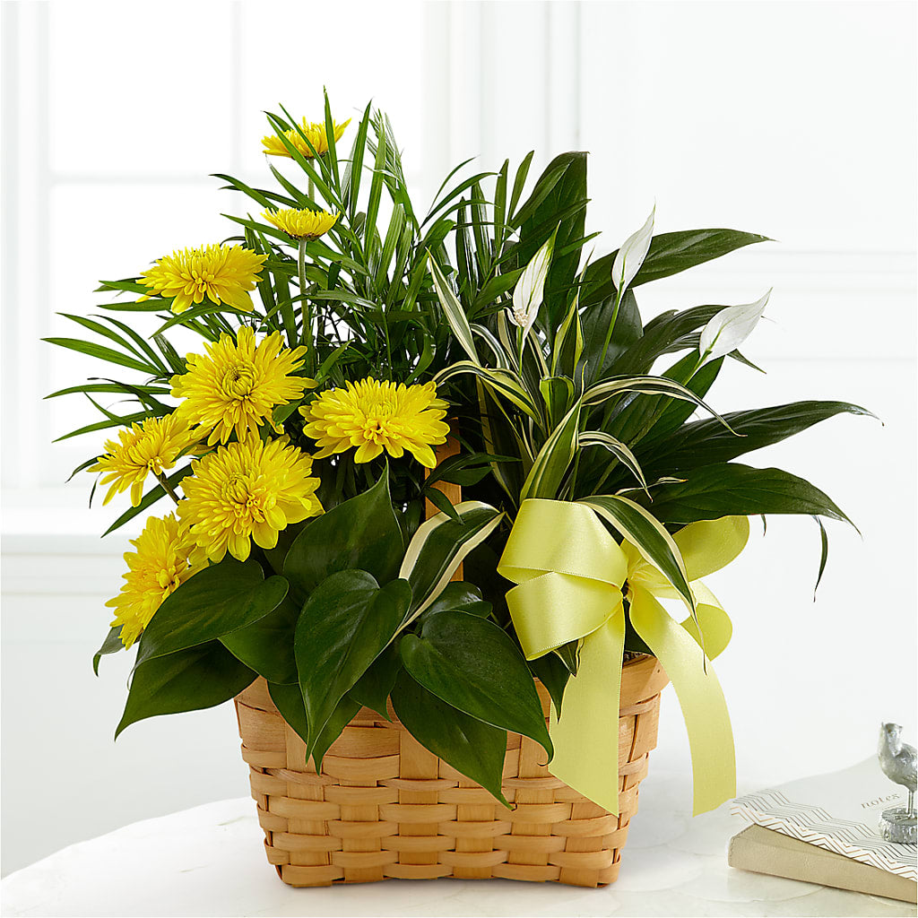 Loving Light Dishgarden – GEHRKE FLORAL & GREENHOUSES, Mondovi WI