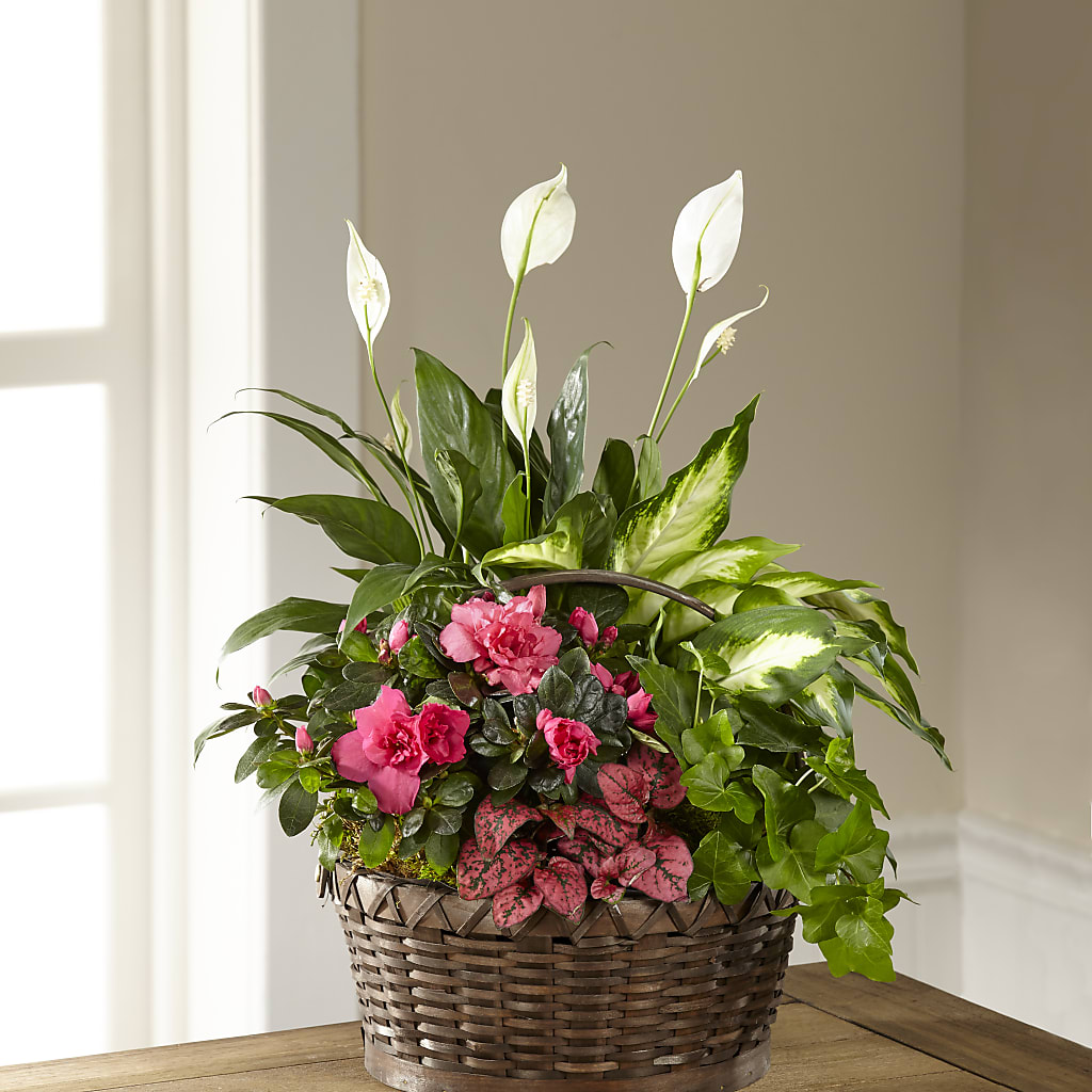 Dream in Pink Dishgarden – GEHRKE FLORAL & GREENHOUSES, Mondovi WI