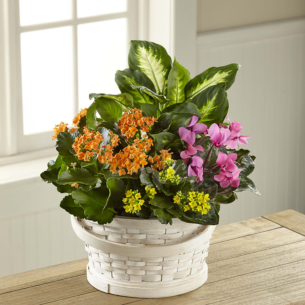 Color Crush Dishgarden – GEHRKE FLORAL & GREENHOUSES, Mondovi WI