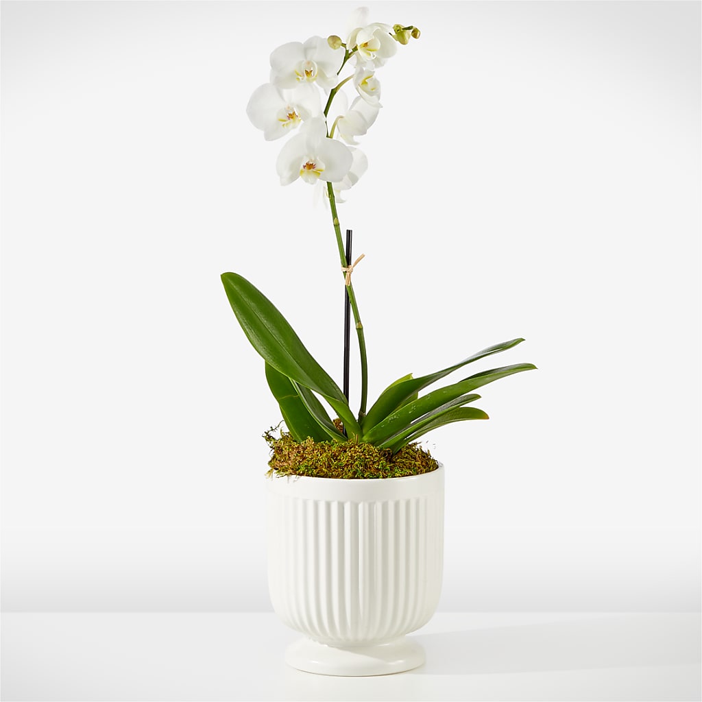 Whispering White Orchid – GEHRKE FLORAL & GREENHOUSES, Mondovi WI