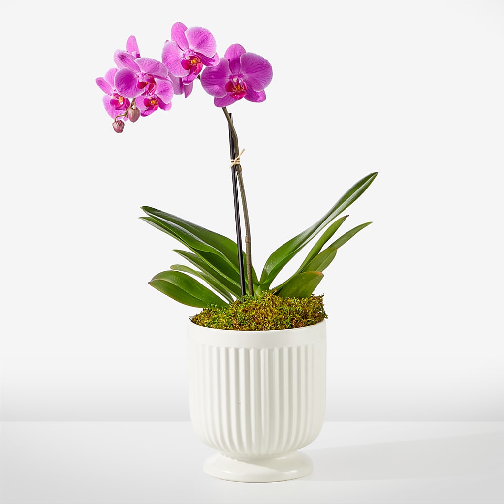 Friendly Fuchsia Orchid – GEHRKE FLORAL & GREENHOUSES, Mondovi WI