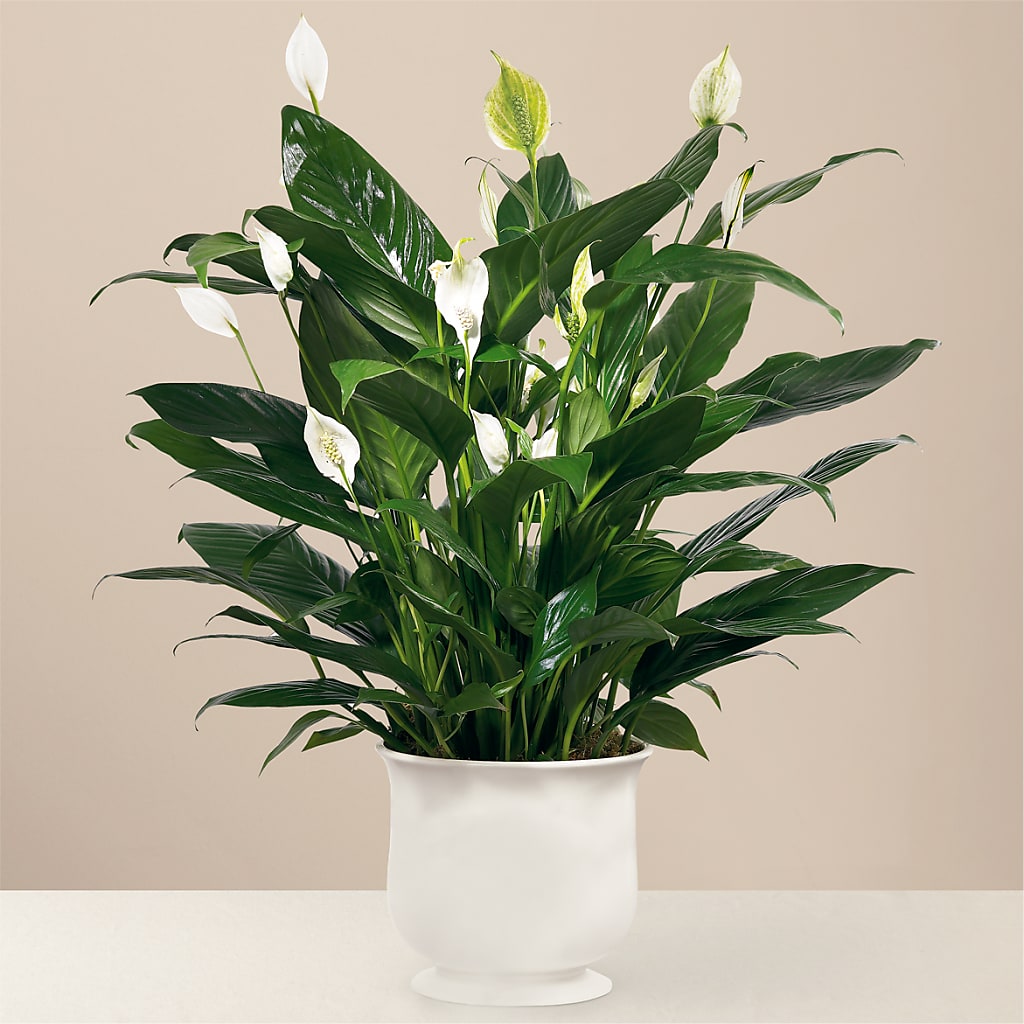 Comfort Planter – GEHRKE FLORAL & GREENHOUSES, Mondovi WI