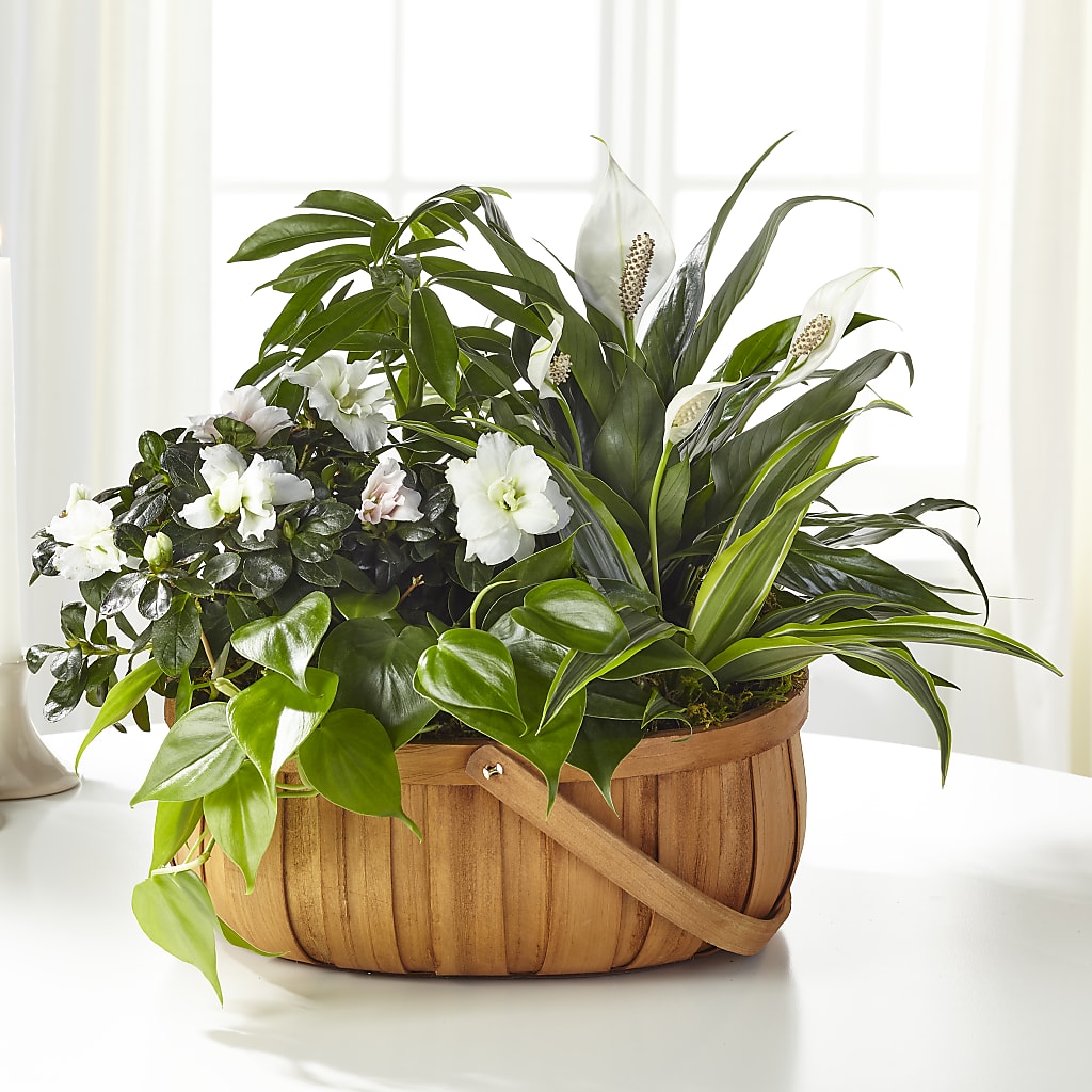 Serene Dishgarden – GEHRKE FLORAL & GREENHOUSES, Mondovi WI