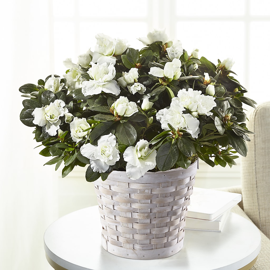 White Azalea Plant – GEHRKE FLORAL & GREENHOUSES, Mondovi WI