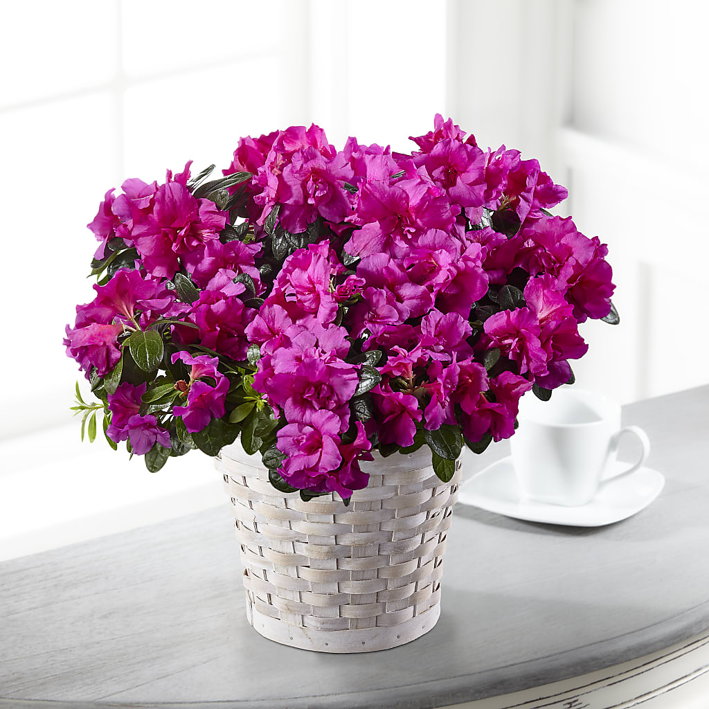 Hope & Serenity Azalea Plant – GEHRKE FLORAL & GREENHOUSES, Mondovi WI