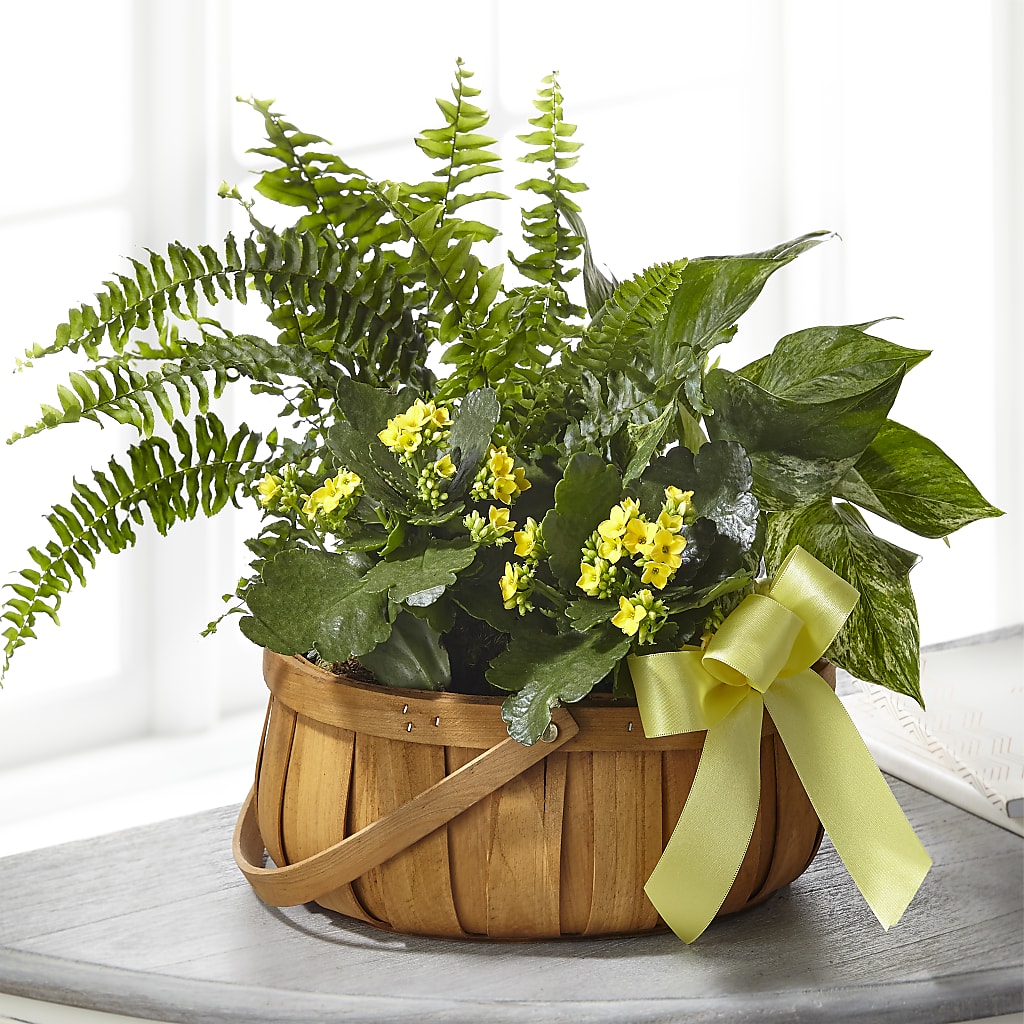 Always Dear Dishgarden – GEHRKE FLORAL & GREENHOUSES, Mondovi WI