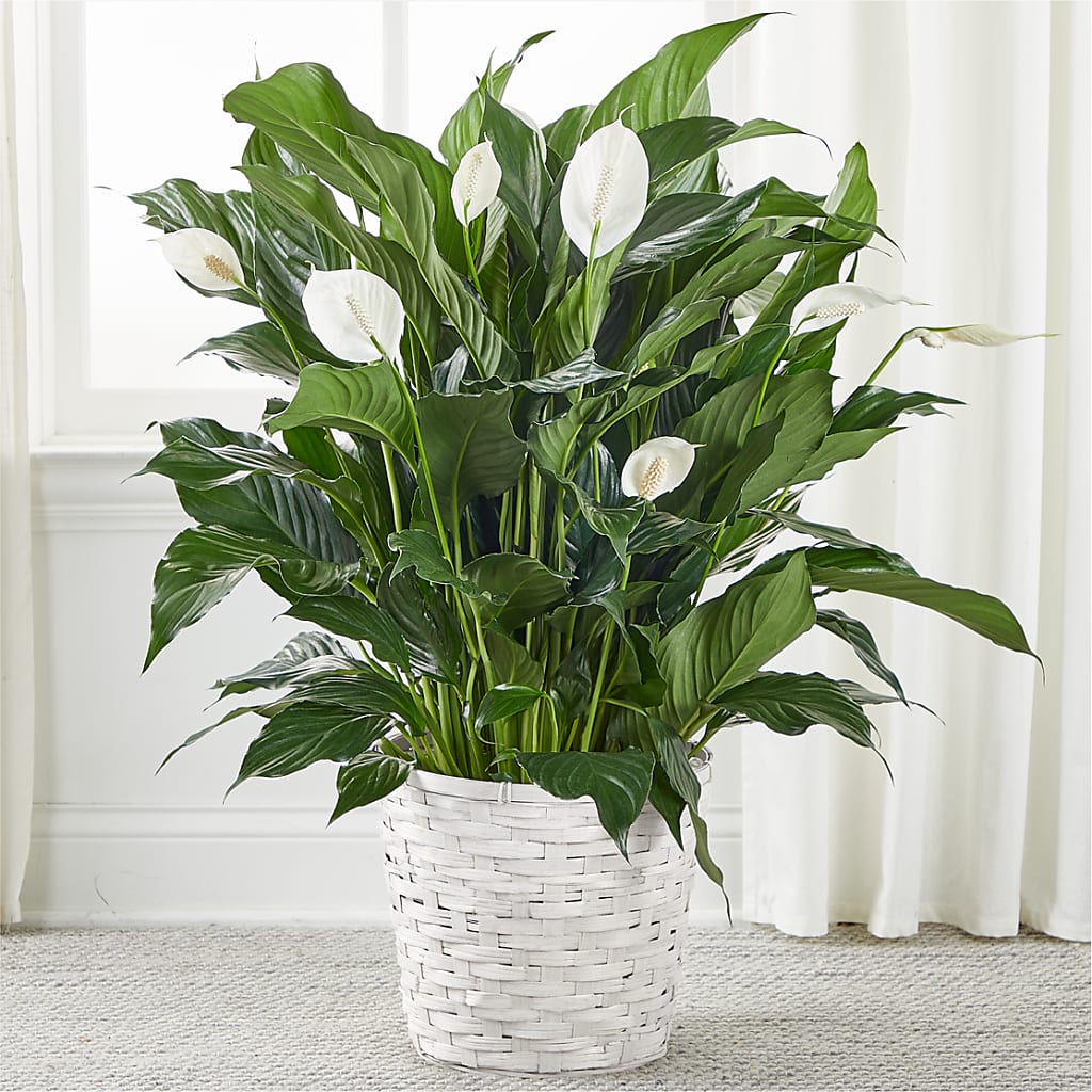 A New Leaf Peace Lily – GEHRKE FLORAL & GREENHOUSES, Mondovi WI