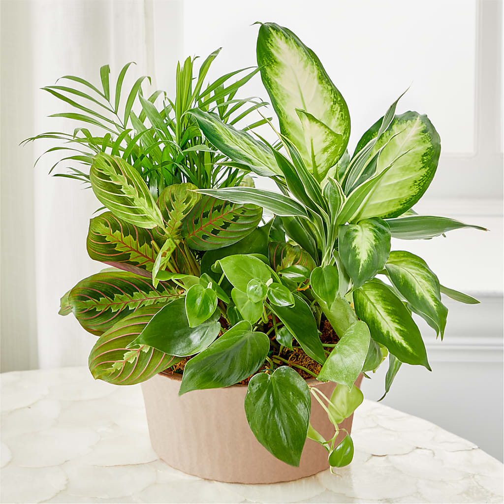 Balance & Harmony Dishgarden – GEHRKE FLORAL & GREENHOUSES, Mondovi WI