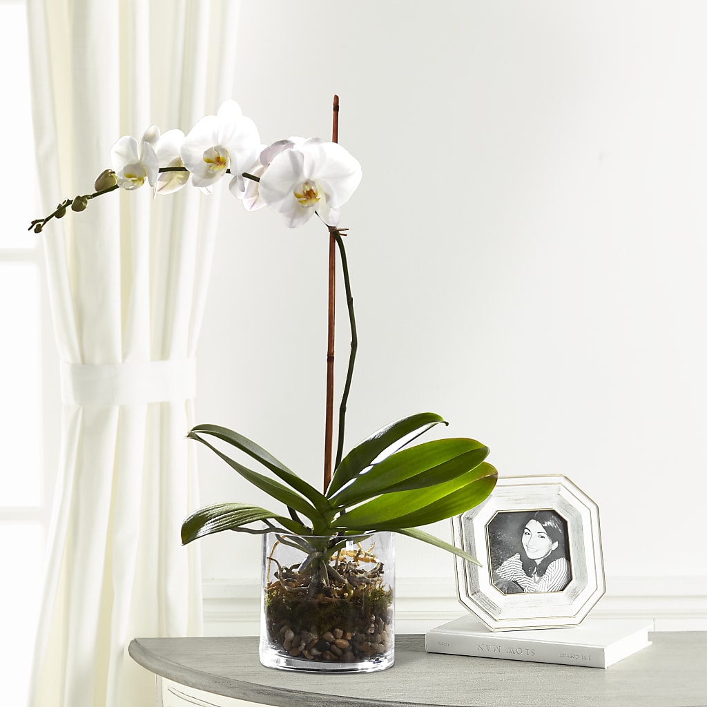 White Orchid Planter – GEHRKE FLORAL & GREENHOUSES, Mondovi WI