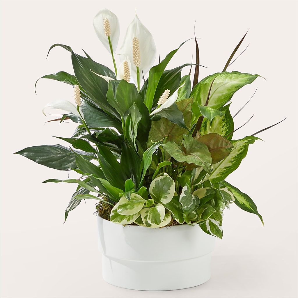 Radiating Positivity Dishgarden – GEHRKE FLORAL & GREENHOUSES, Mondovi WI