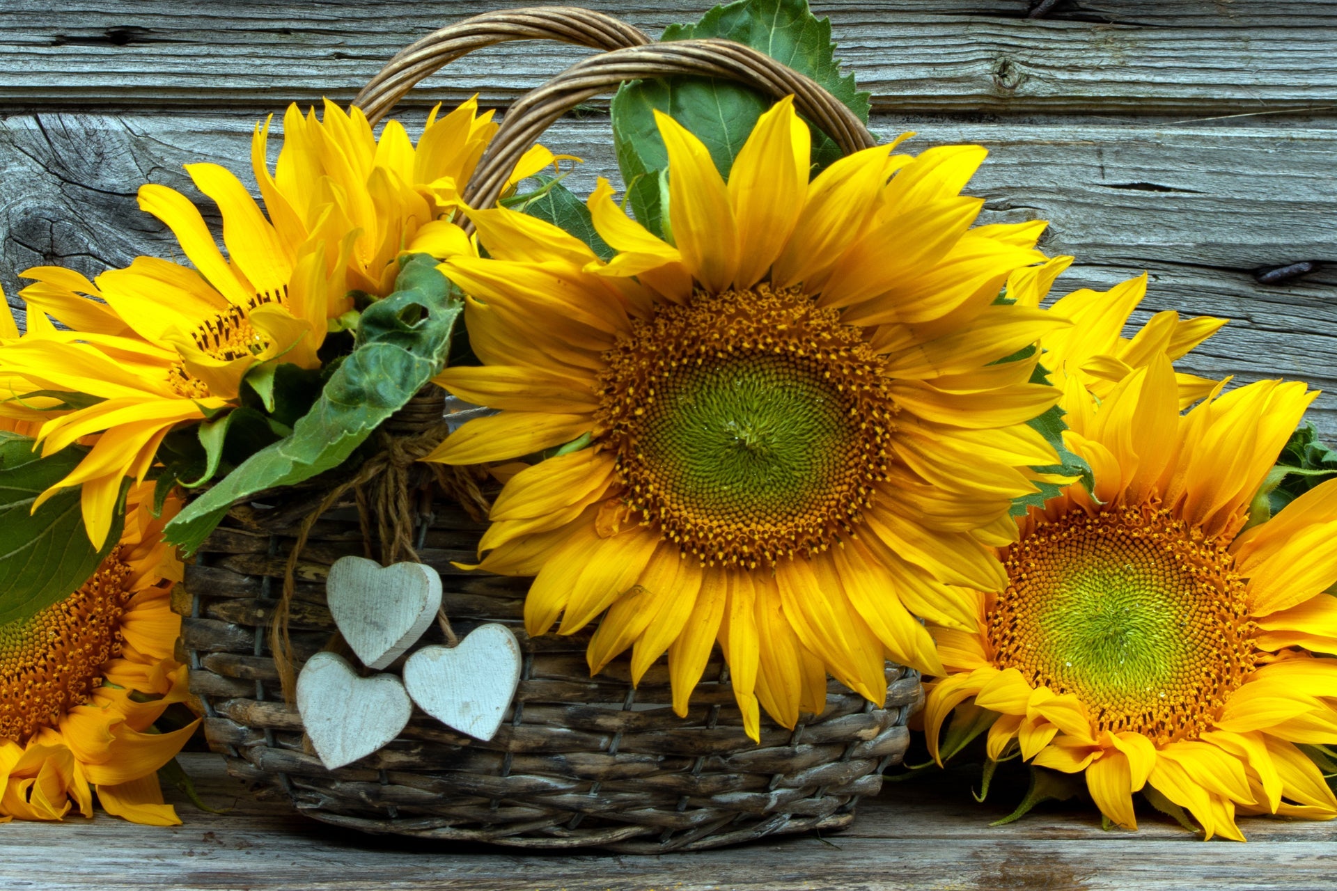 Shop by Flower Type | Gehrke Floral & Greenhouses Mondovi