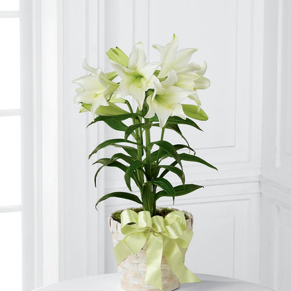 Easter Lily Plant – GEHRKE FLORAL & GREENHOUSES, Mondovi WI