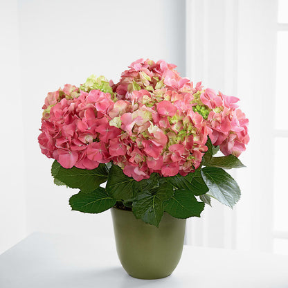 Pink Hydrangea Planter – GEHRKE FLORAL & GREENHOUSES, Mondovi WI