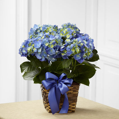 Blue Hydrangea Planter – GEHRKE FLORAL & GREENHOUSES, Mondovi WI