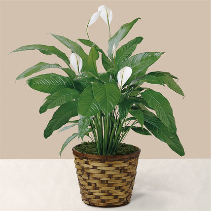 Tranquil Moments Peace Lily Plant – GEHRKE FLORAL & GREENHOUSES, Mondovi WI