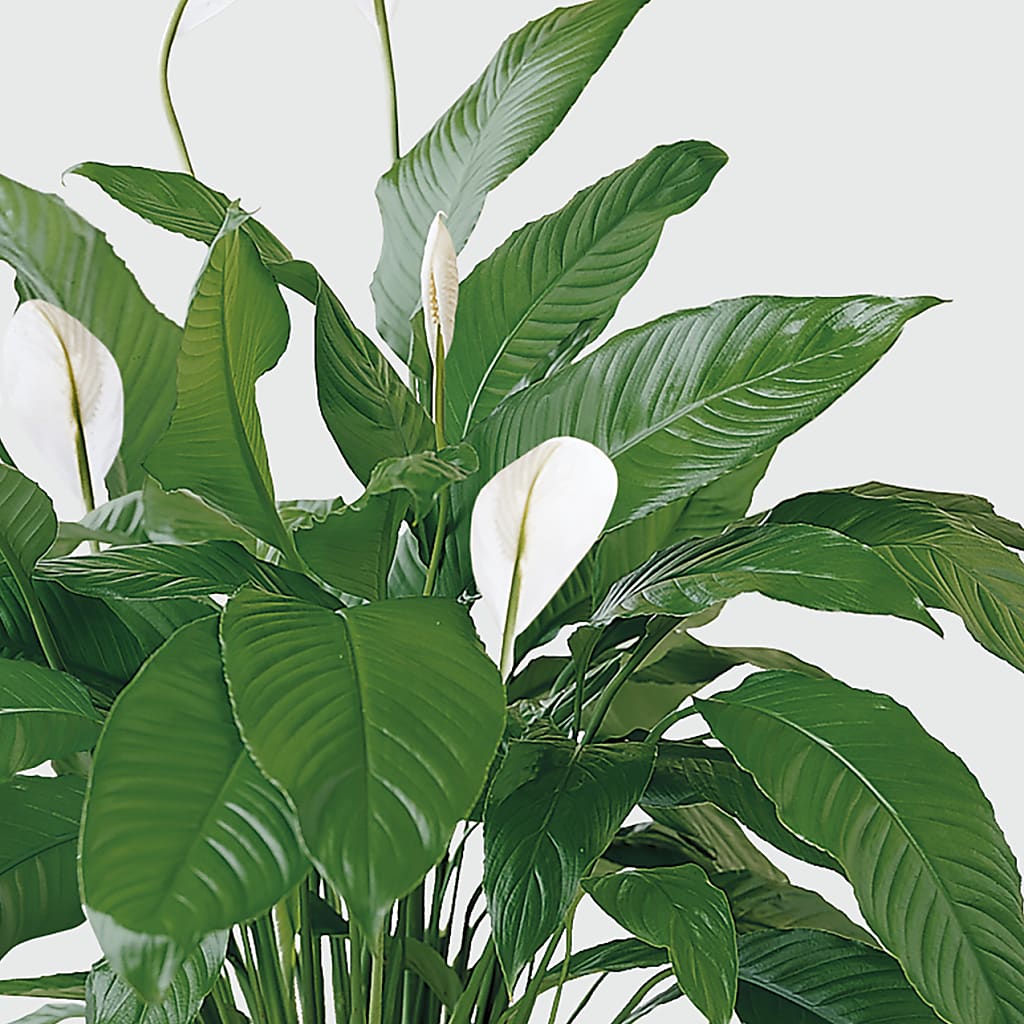 Tranquil Moments Peace Lily Plant – GEHRKE FLORAL & GREENHOUSES, Mondovi WI
