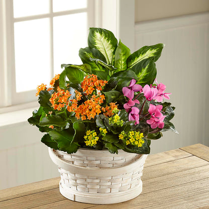 Color Crush Dishgarden – GEHRKE FLORAL & GREENHOUSES, Mondovi WI