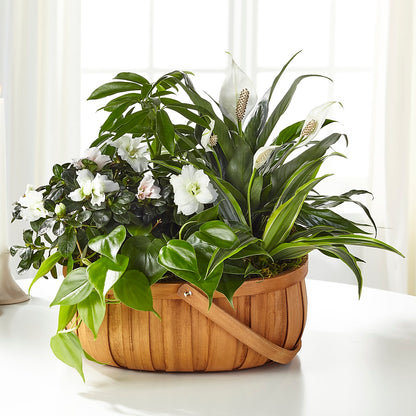 Serene Dishgarden – GEHRKE FLORAL & GREENHOUSES, Mondovi WI