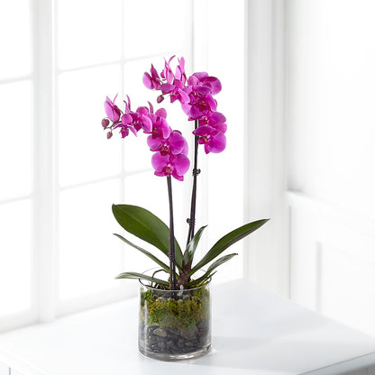 Pink Orchid Plant – GEHRKE FLORAL & GREENHOUSES, Mondovi WI