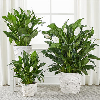 A New Leaf Peace Lily – GEHRKE FLORAL & GREENHOUSES, Mondovi WI