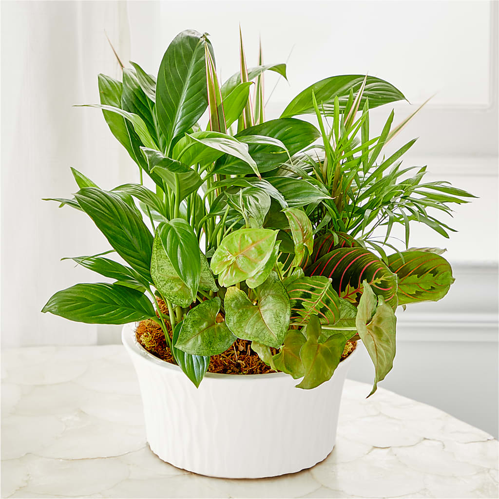 Balance & Harmony Dishgarden – GEHRKE FLORAL & GREENHOUSES, Mondovi WI