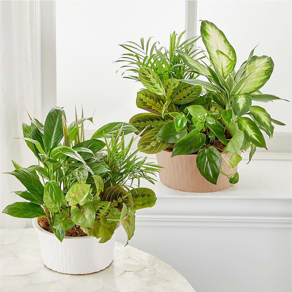 Balance & Harmony Dishgarden – GEHRKE FLORAL & GREENHOUSES, Mondovi WI