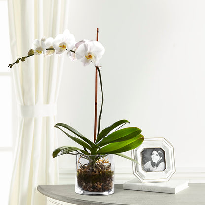 White Orchid Planter – GEHRKE FLORAL & GREENHOUSES, Mondovi WI