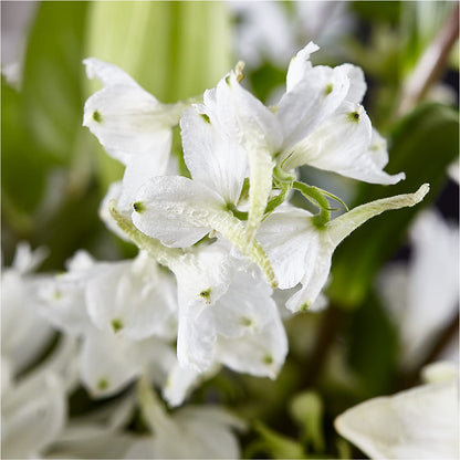 Classic Ivory – A Florist Original – GEHRKE FLORAL & GREENHOUSES, Mondovi WI