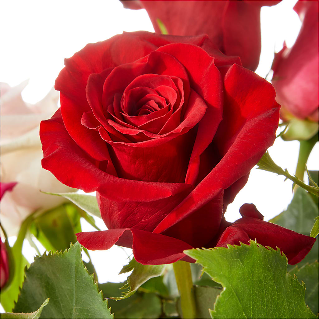 Love Notes Rose Bouquet – GEHRKE FLORAL & GREENHOUSES, Mondovi WI